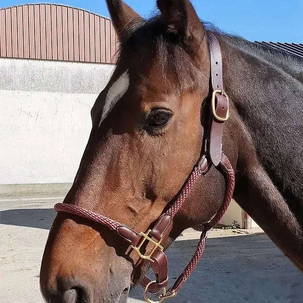 Leather halter, rope halter, and lead rope