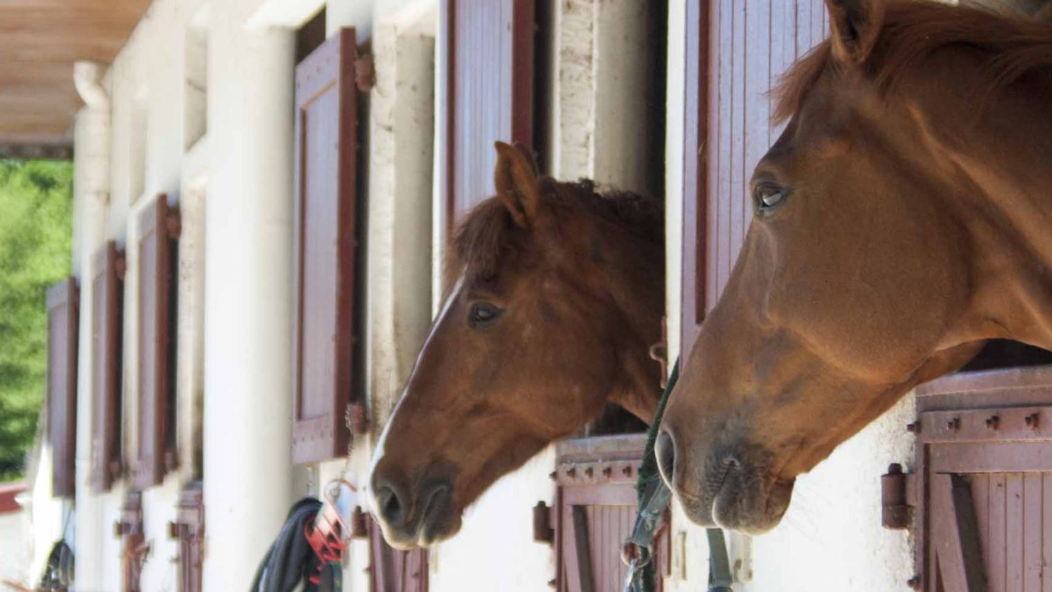 The biggest concerns of equestrian stakeholders in France