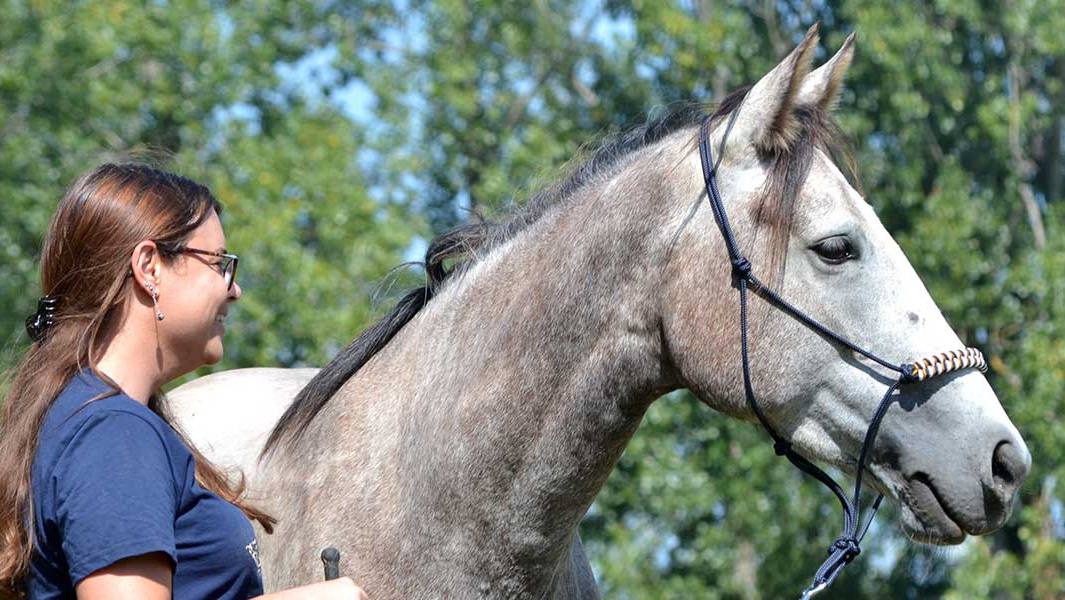 5 reasons why you should groom your horse regularly?