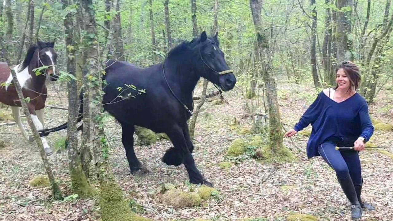 Top 3 professions that recruit the most around horses