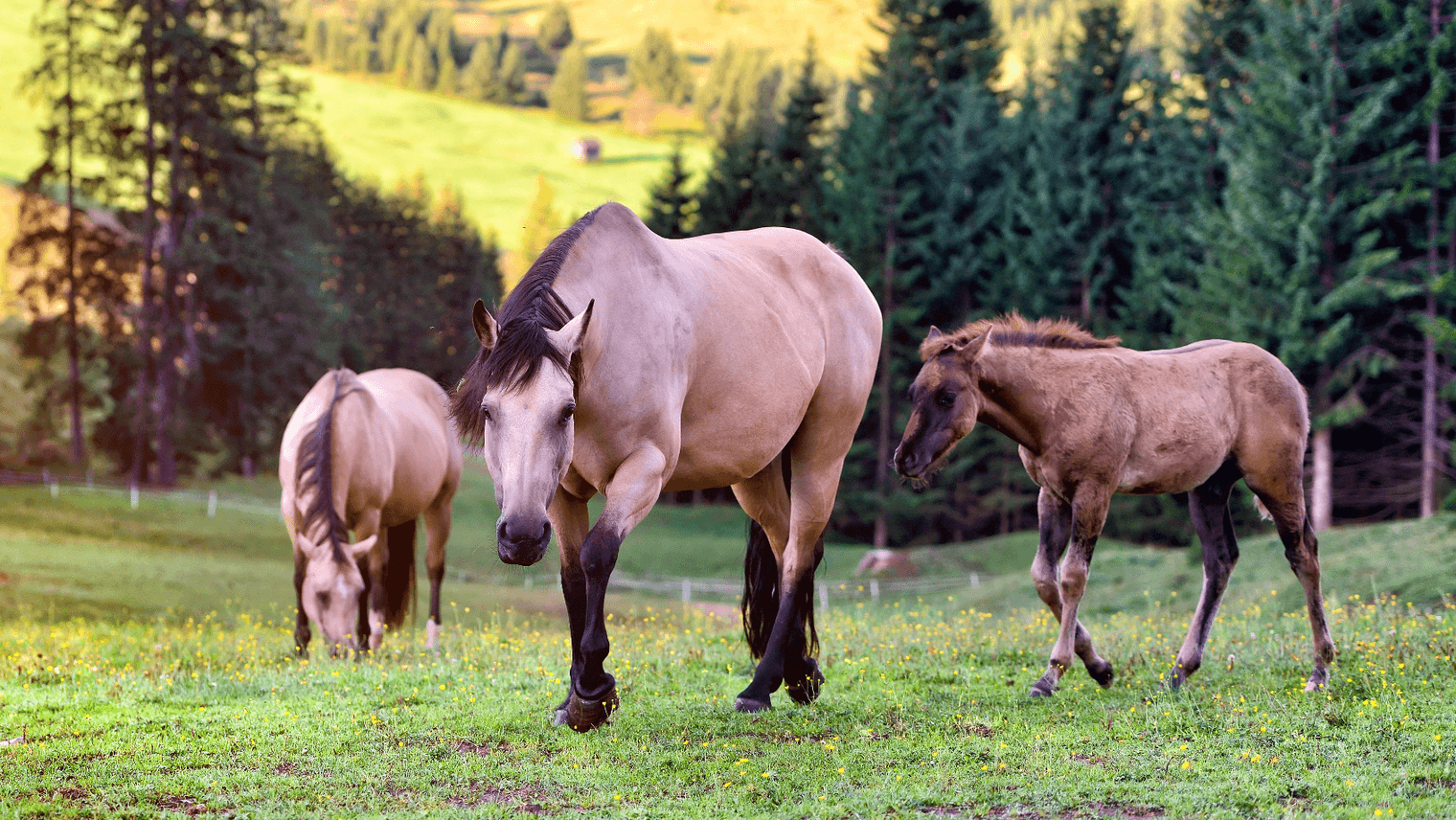 Some figures on the horse trade in France