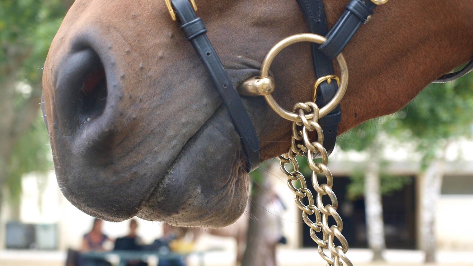 Bit: which one to choose for your horse?