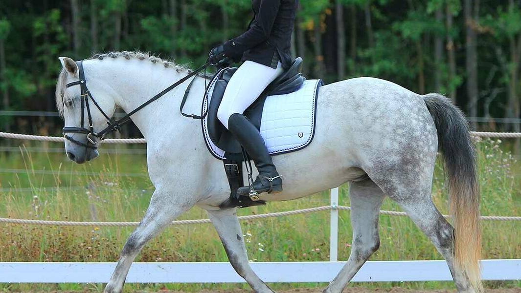 What is dressage?