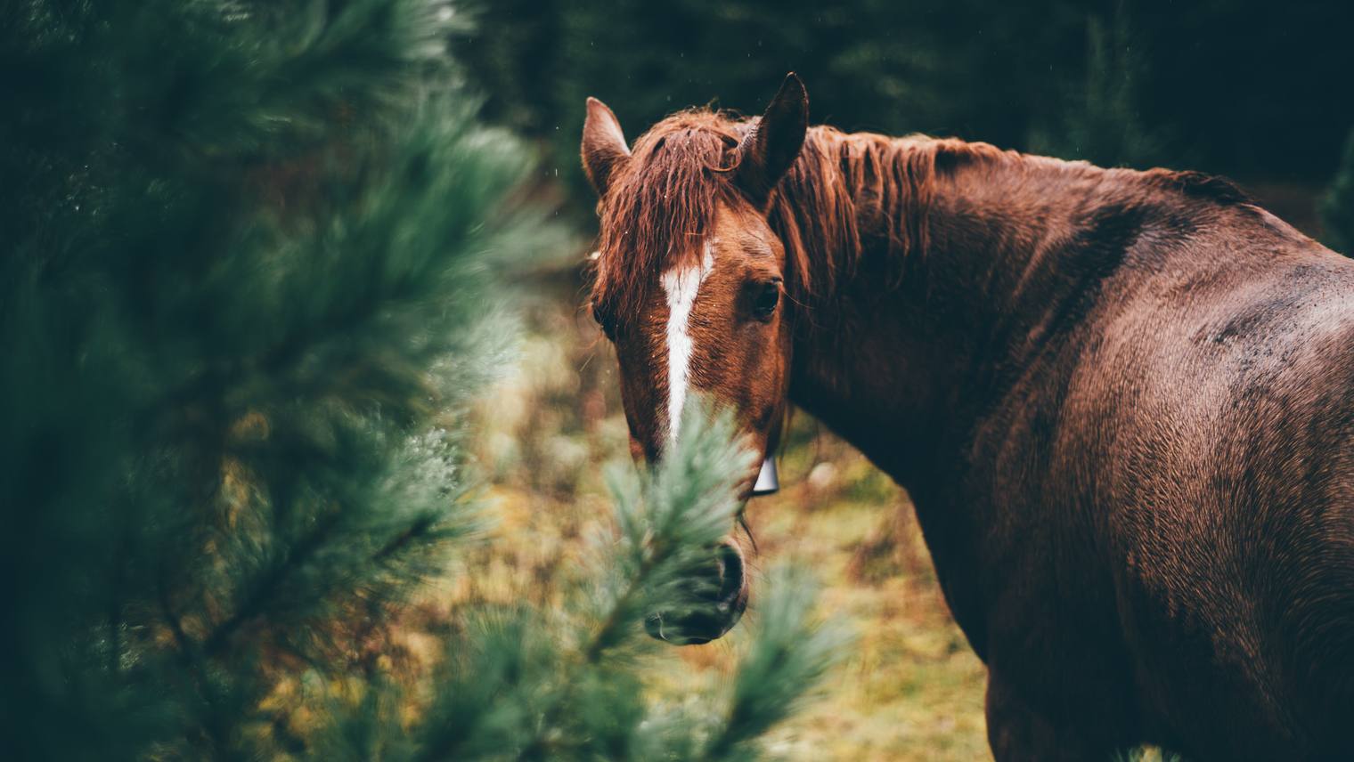 Why is Icelandic horse riding so popular?