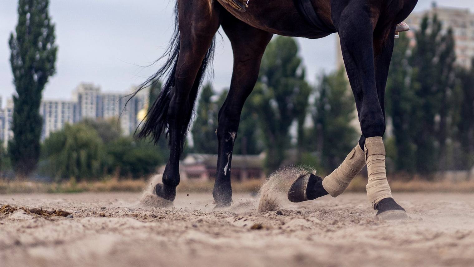 Everything you need to know about the horse's artificial gaits