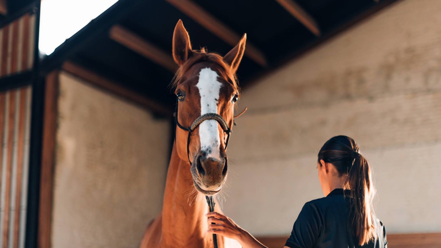 5 horse riding accessories to discover at all costs on French saddlery