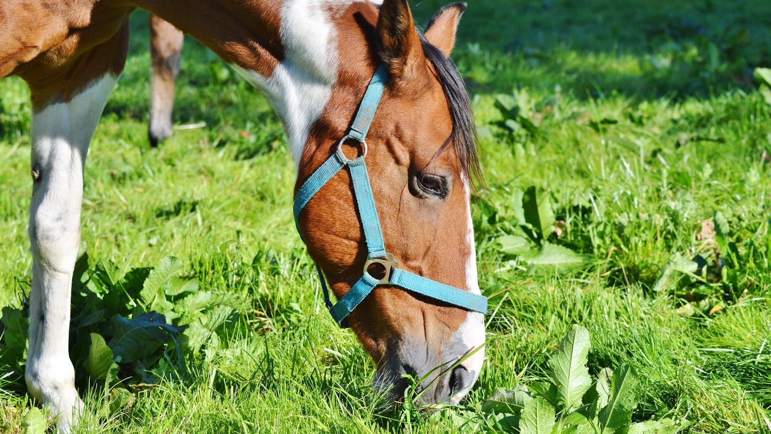 Searching for your horse in the meadow: approach strategy