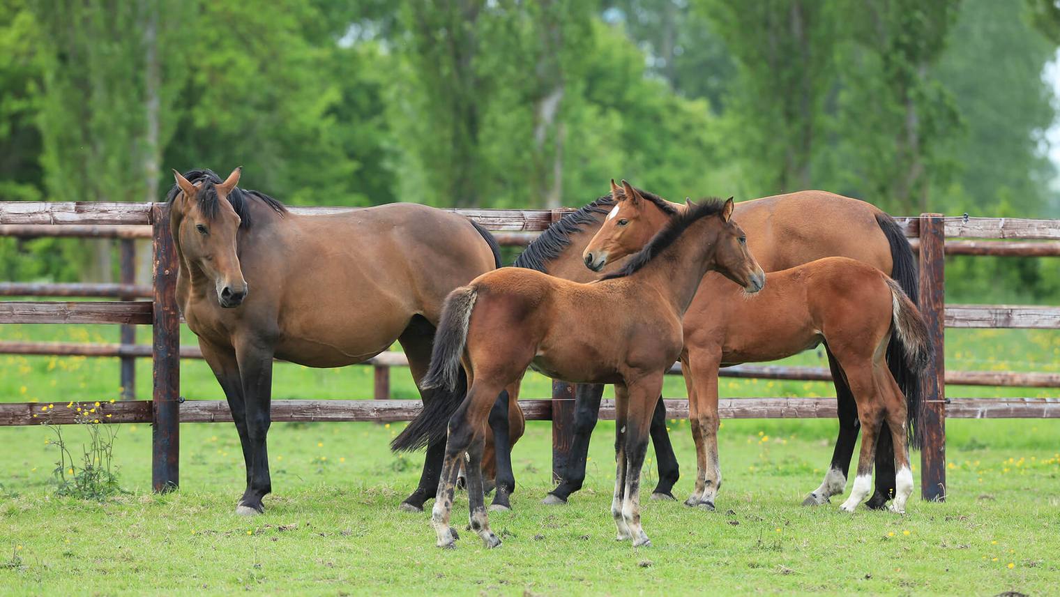 Some figures on the production and valuation of horses in France