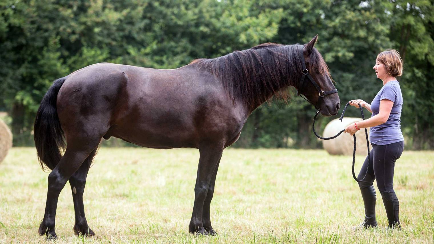 10 good reasons to work on foot with your horse