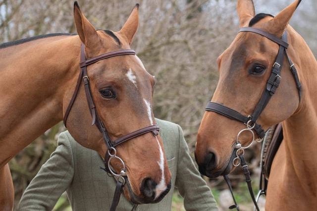 Tout savoir sur les chevaux de chasse