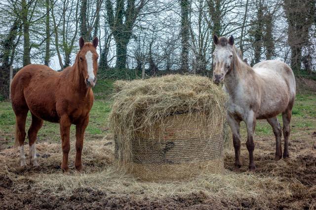 Allergies (horse, hay)