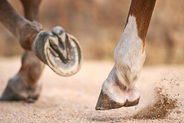 Fourbure chez le cheval : réagir et organiser le suivi