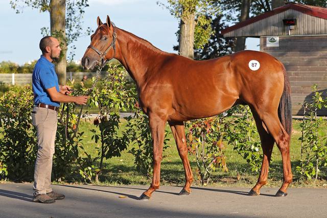 Horse and pony prices: build your budget before buying