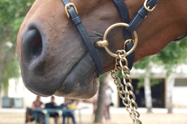 Bit: which one to choose for your horse?