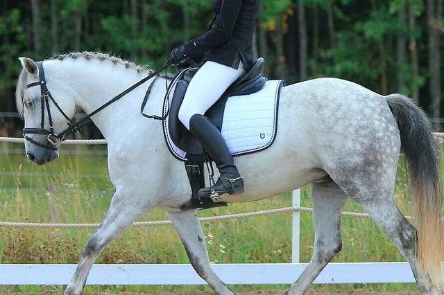Dressage : comprendre les figures, la cadence et l’impulsion