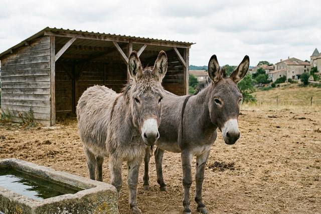 Buying or rehoming a donkey: prepare the home and budget