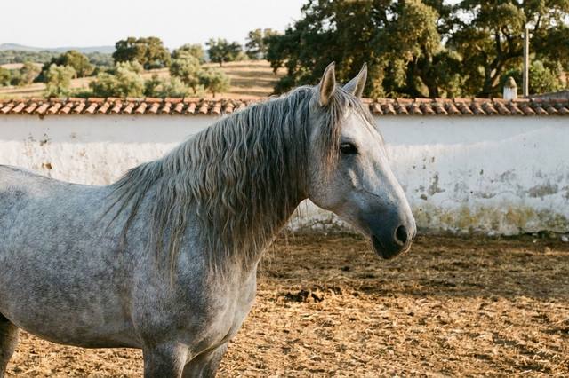 Acheter un cheval lusitanien : comment bien choisir ?