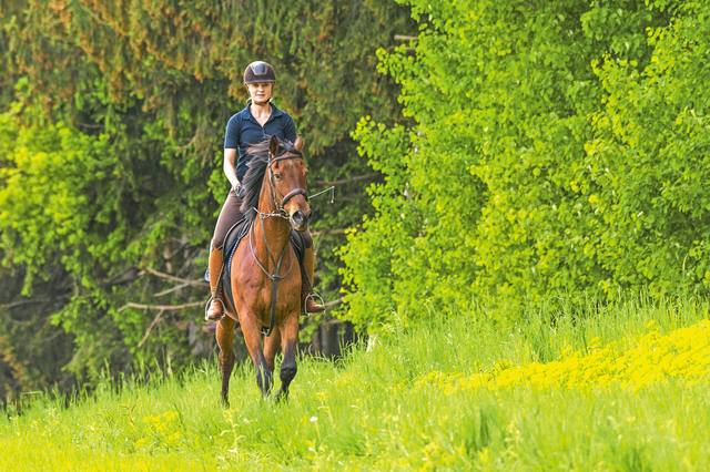 Which insurance policy should you take out for a racehorse?