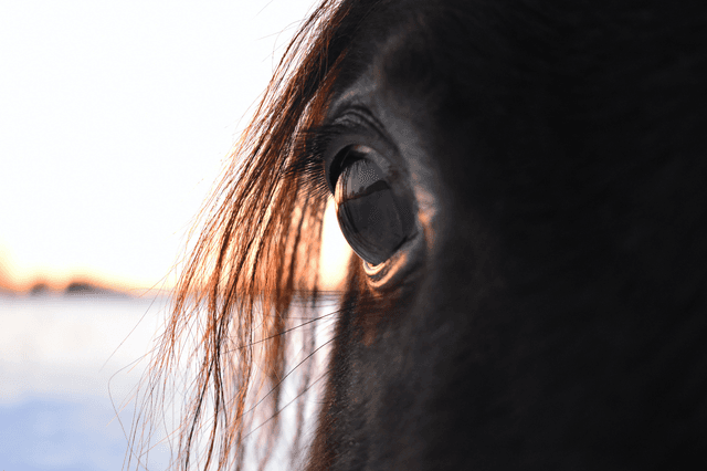What are the different disciplines in horse riding?