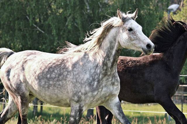Choosing a horse or pony: prepare your viewings and trials