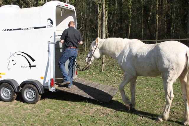 My horse is afraid of the trailer — what can I do?