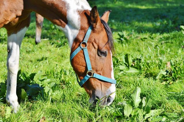 Catching your horse in the field: an approach strategy