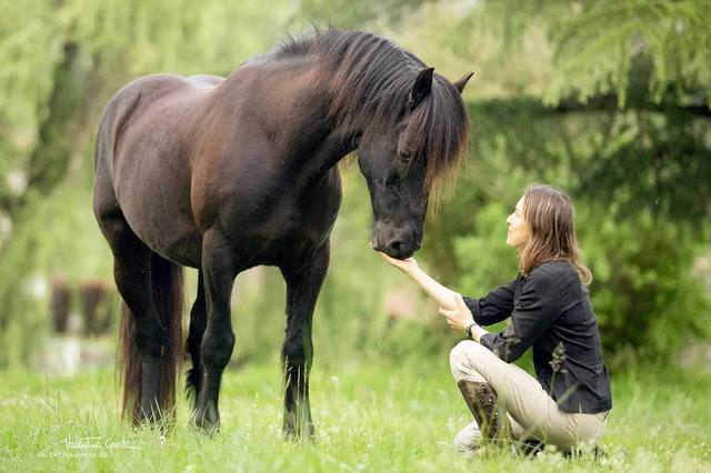 Understanding your horse: calls, expressions and context