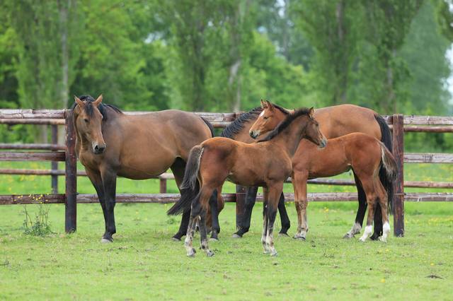 A few figures on horse breeding and production in France