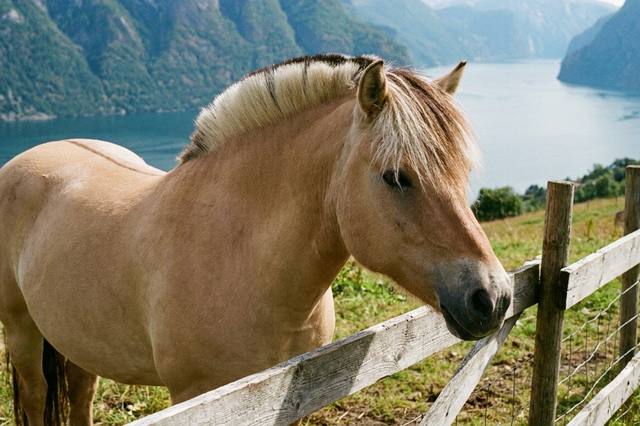 The Fjord horse: breed features and planning daily care