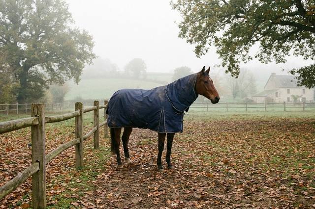 Couverture pour cheval : choisir selon l’usage et vérifier l’ajustement