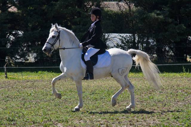 Galop 5: syllabus, tests and preparation