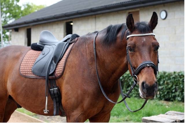 Correctly position your saddle on your horse's back