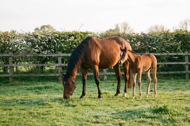 Mares: understanding the cycle and planning care