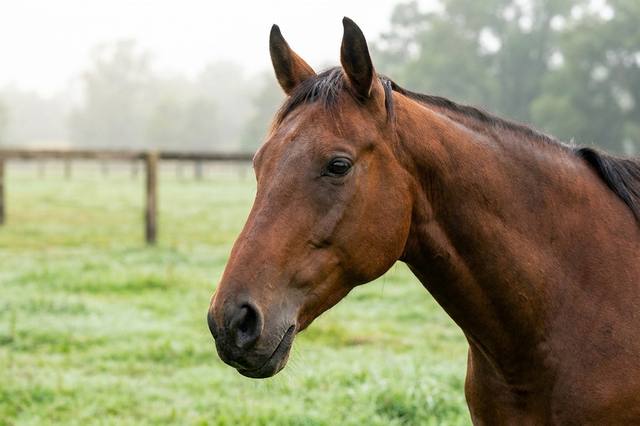 Emotions in horses