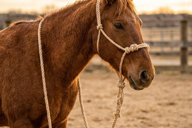 Choosing a rope halter for groundwork