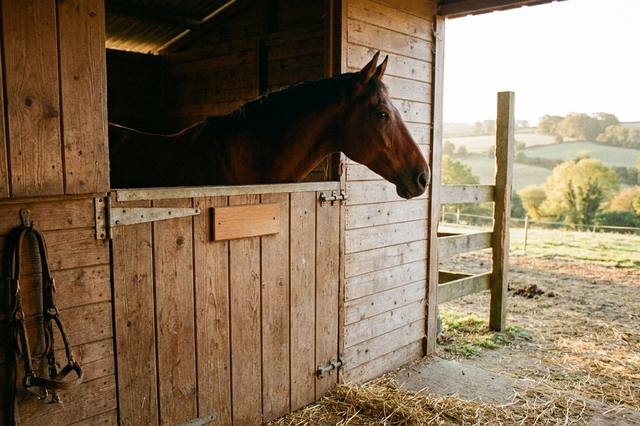 Horse names: ideas and a practical way to choose