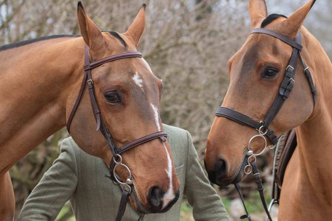 Tout savoir sur les chevaux de chasse   