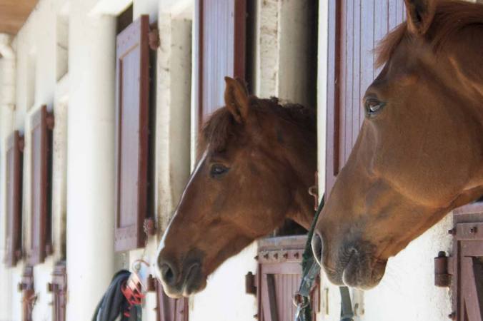 Les plus grandes préoccupations des acteurs de l’équitation en France