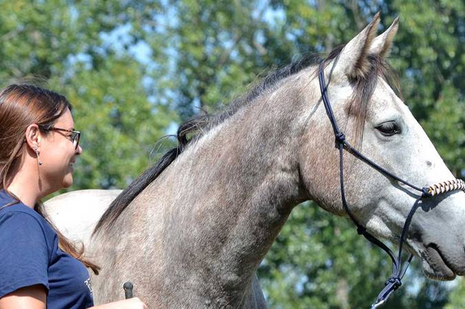 5 raisons pour lesquelles il faut panser son cheval régulièrement ?   