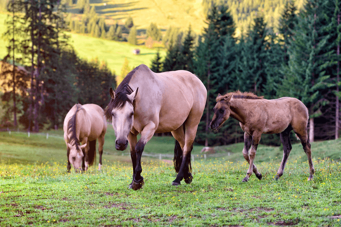 Quelques chiffres sur le commerce des chevaux en France