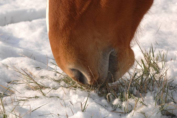 L’odorat chez le cheval  