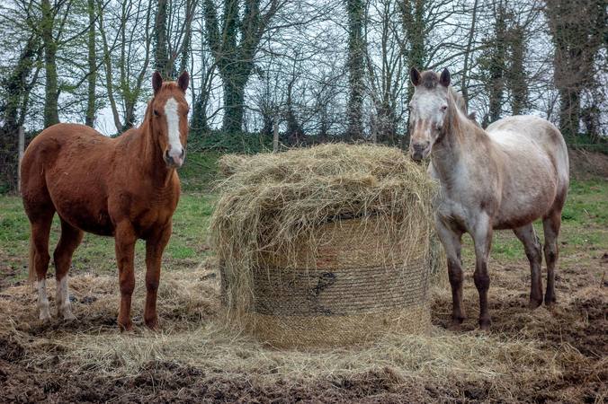 Les allergies (cheval, foins)