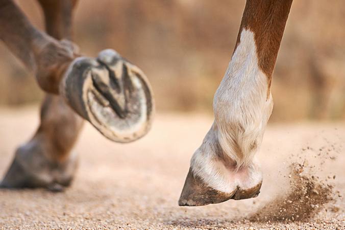 La fourbure chez le cheval