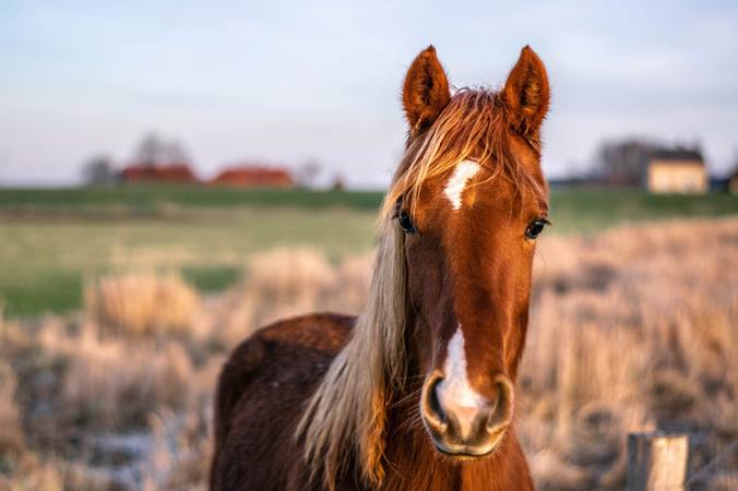 Faire maigrir son cheval