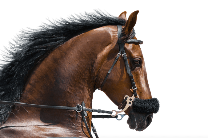 Tout savoir sur les hackamore