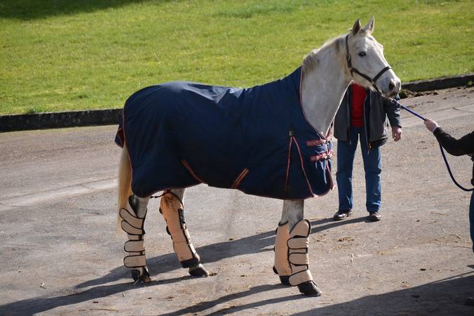 Aborder un cheval au box et le mener à la corde