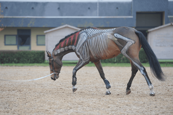 Travailler le dos du cheval dans le bon sens