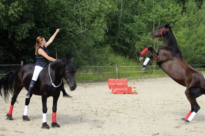 Pourquoi un cheval se cabre-t-il ?