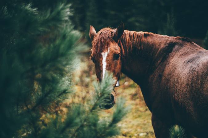 Pourquoi l’équitation islandaise est-elle si populaire ?