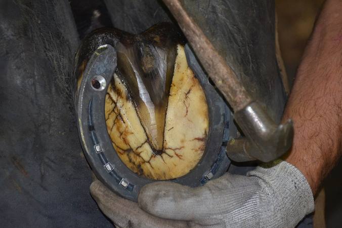 Ce qu’il faut savoir en matière de ferrage chez le cheval